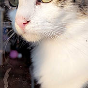 Minouche a rejoint le concours — aidez-le/la à gagner de superbes lots ! cat, close_up, whiskers, fur, window, reflection, animal, pet, curious, green_eyes, face, nose, outdoor, nature, daylight, soft_light, portrait, feline, domestic_cat, looking