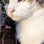 cat, close_up, whiskers, fur, window, reflection, animal, pet, curious, green_eyes, face, nose, outdoor, nature, daylight, soft_light, portrait, feline, domestic_cat, looking