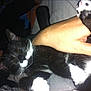 Mimine participe au concours pour gagner de l'argent avec cette photo :