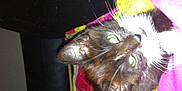 Mimine participe au concours pour gagner de l'argent avec cette photo :