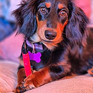 Milka a rejoint le concours — aidez-le/la à gagner de superbes lots ! accessories, animal, beagle, bodypart, canine, cockerspaniel, collar, couch, dog, furniture, hound, leash, mouth, papillon, person, pet, puppy, snout, strap, terrier