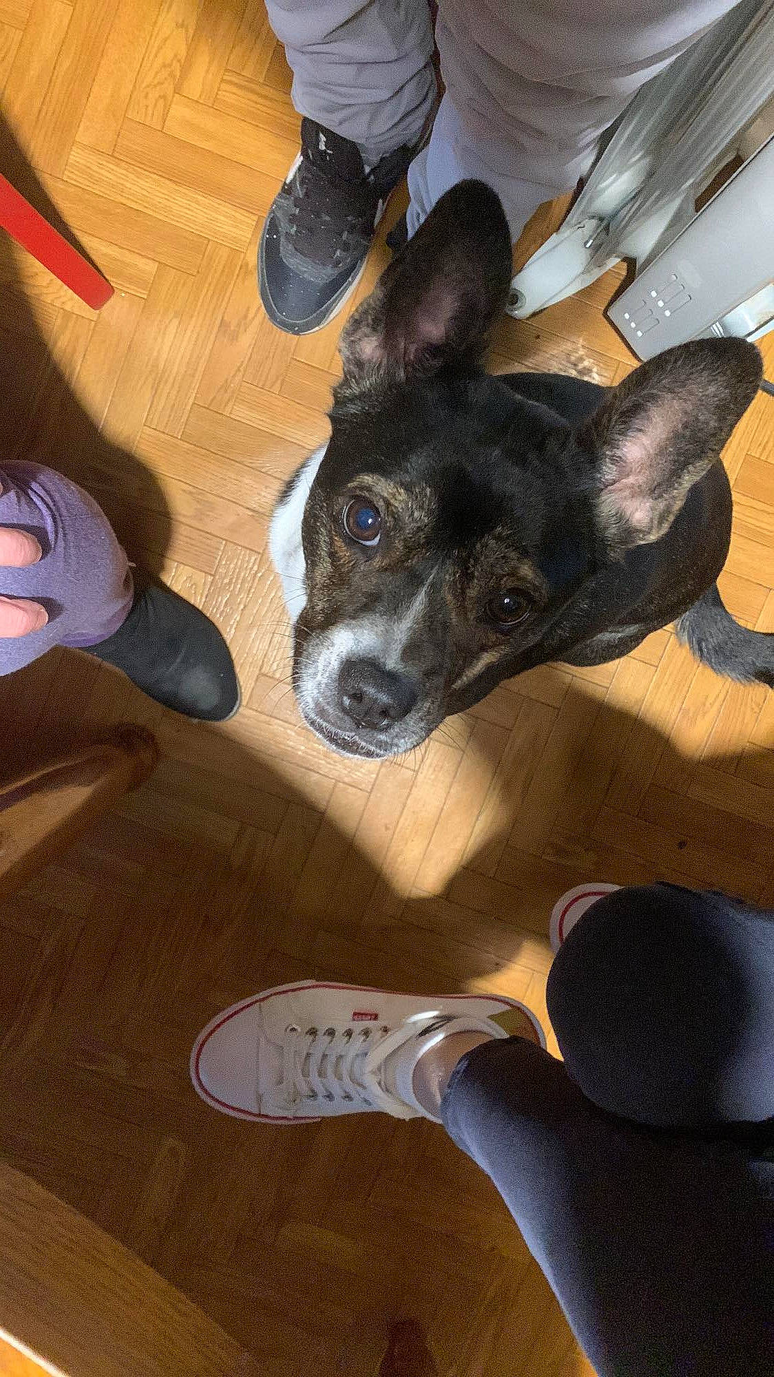 Masha participe au concours pour gagner de l'argent avec cette photo : canidae, carnivore, comfort, companion_dog, dog, dog_breed, ear, fawn, flooring, foot, fur, gesture, hardwood, paw, shoe, snout, sporting_group, whiskers, wood, working_animal