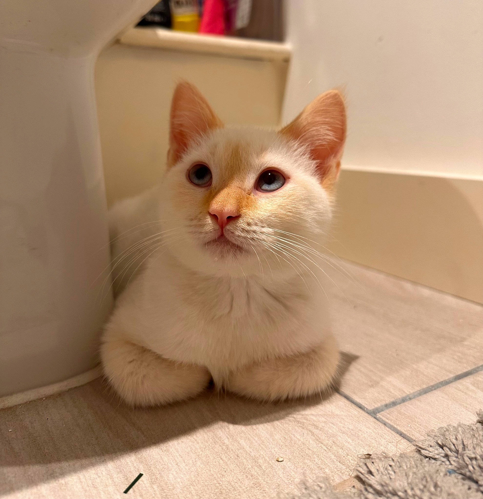 Casper is registered to the contest to win money with this photo: carnivore, cat, domestic_short_haired_cat, fawn, felidae, flooring, fur, hardwood, paw, small_to_medium_sized_cats, snout, tail, terrestrial_animal, tile_flooring, whiskers, window, wood