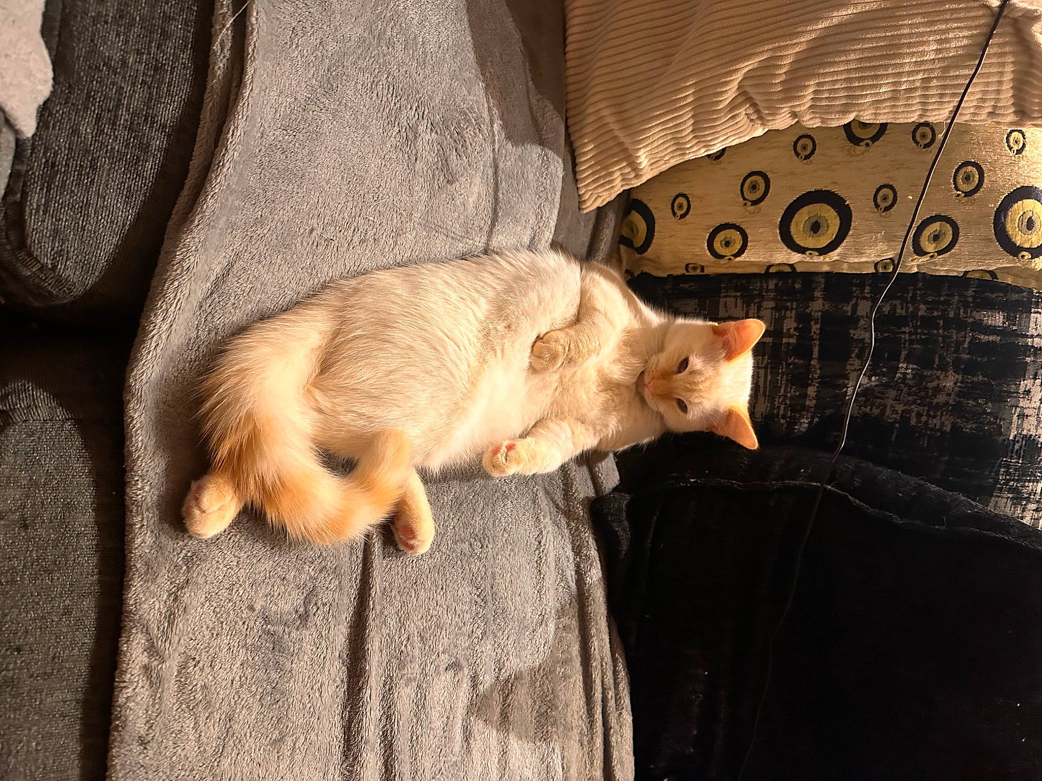 Casper joined the competition — help win amazing prizes! carnivore, cat, claw, comfort, companion_dog, couch, dog_breed, domestic_short_haired_cat, fawn, felidae, fur, linens, pattern, paw, small_to_medium_sized_cats, tail, terrestrial_animal, whiskers, wood