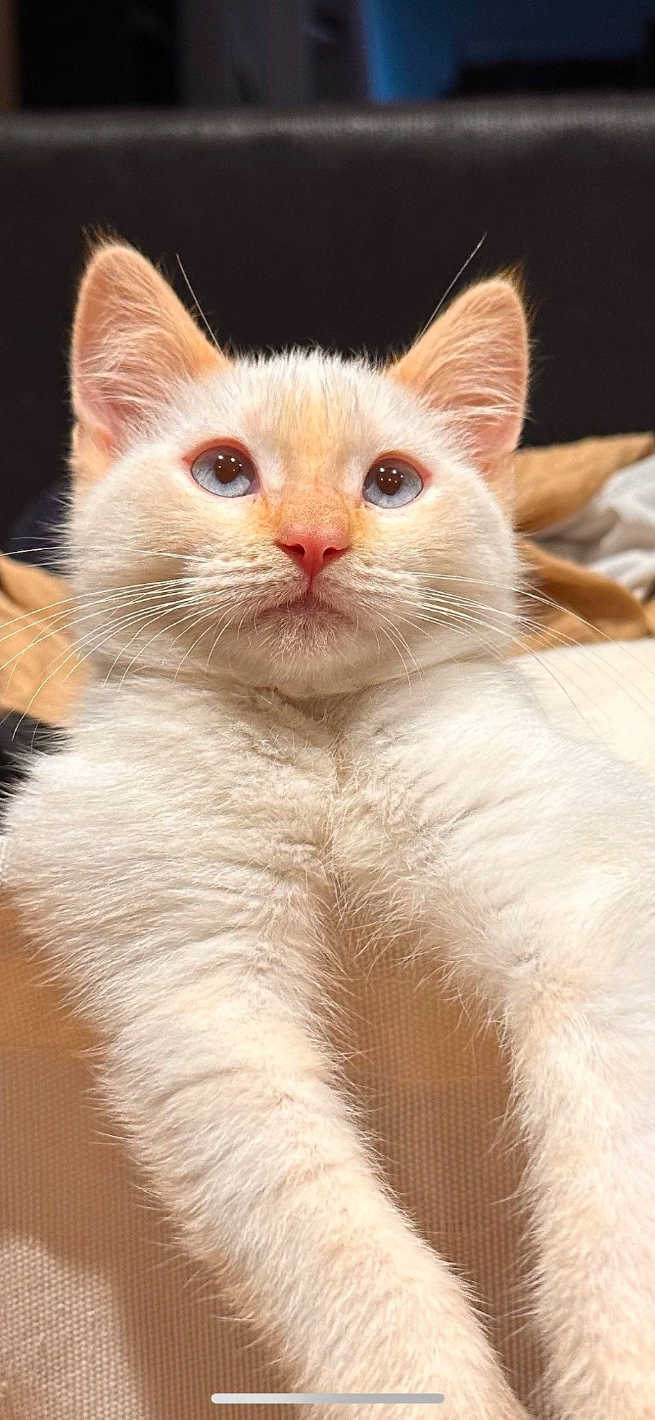 Casper joined the competition — help win amazing prizes! carnivore, cat, claw, comfort, domestic_short_haired_cat, ear, eye, eyelash, fawn, felidae, fur, head, paw, small_to_medium_sized_cats, snout, tail, terrestrial_animal, whiskers, window