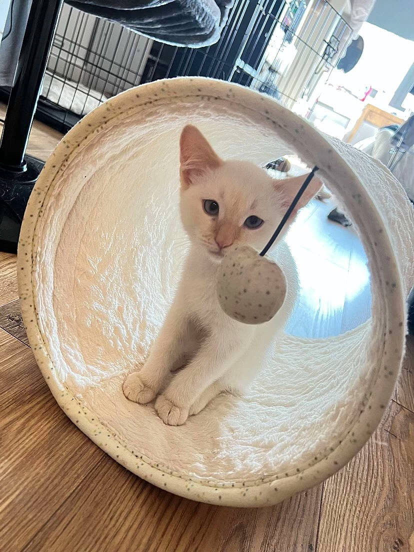 Casper joined the competition — help win amazing prizes! basket, carnivore, cat, cat_furniture, cat_supply, comfort, domestic_short_haired_cat, fawn, felidae, flooring, fur, hardwood, paw, pet_supply, plywood, small_to_medium_sized_cats, snout, tail, whiskers, wood