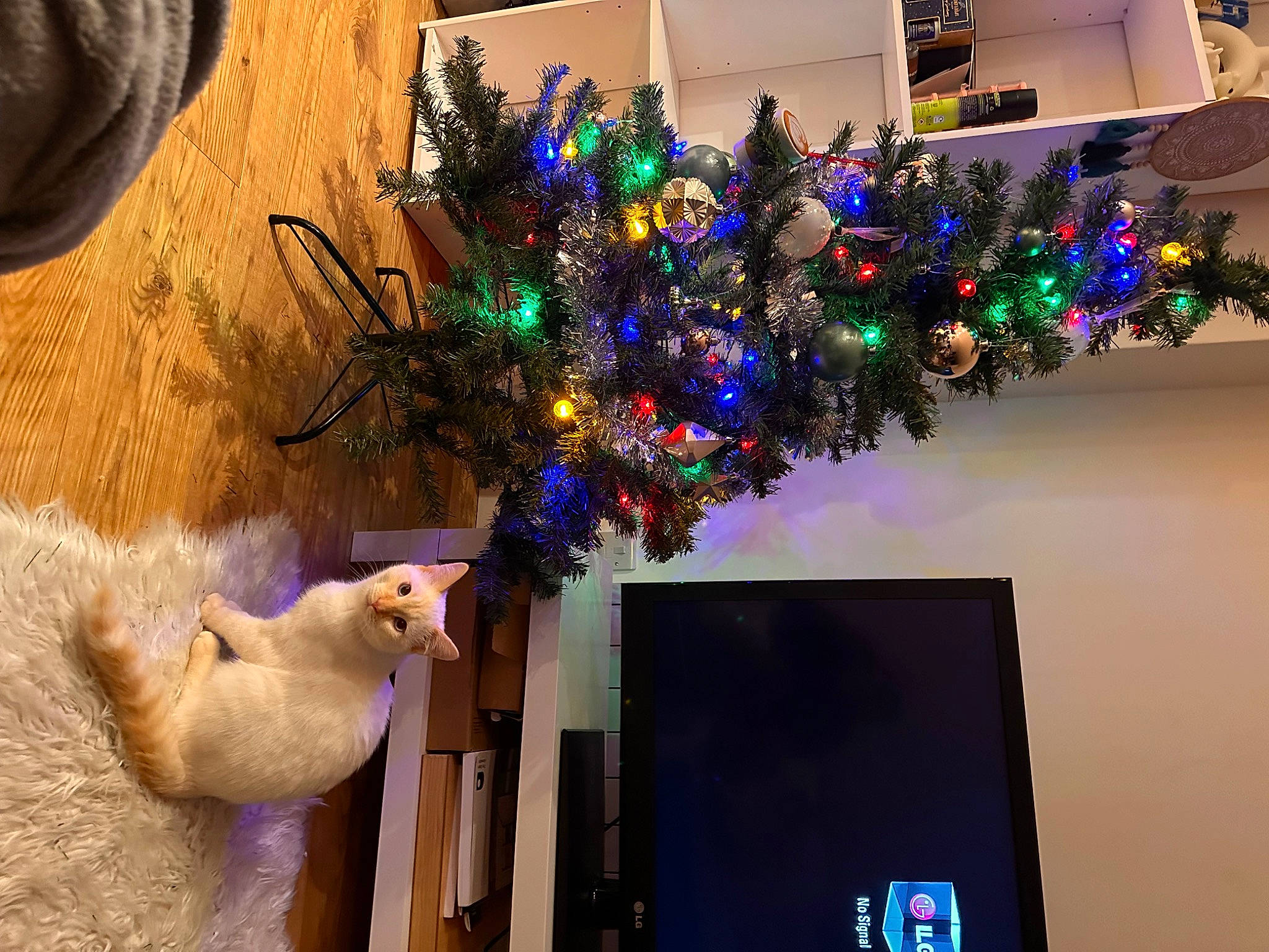 Casper is registered to the contest to win money with this photo: christmas, christmas_decoration, christmas_ornament, christmas_tree, computer, electric_blue, event, fawn, holiday, holiday_ornament, light, lighting, magenta, ornament, personal_computer, plant, purple, room, toy, tree