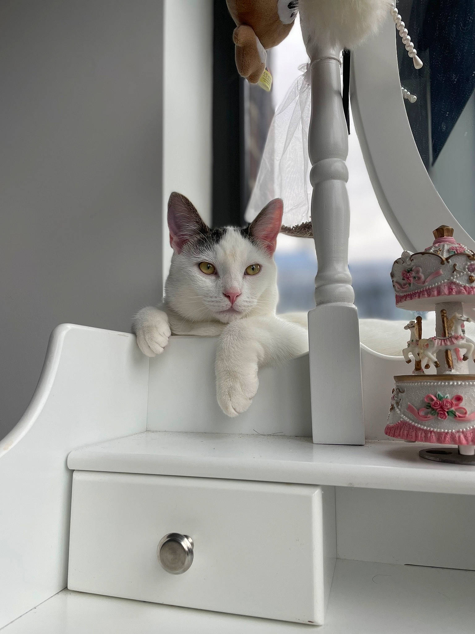 Seb joined the competition — help win amazing prizes! cabinetry, carmine, carnivore, cat, domestic_short_haired_cat, drawer, felidae, foot, grey, human_leg, interior_design, paw, rectangle, room, shelf, shelving, small_to_medium_sized_cats, tail, whiskers, white