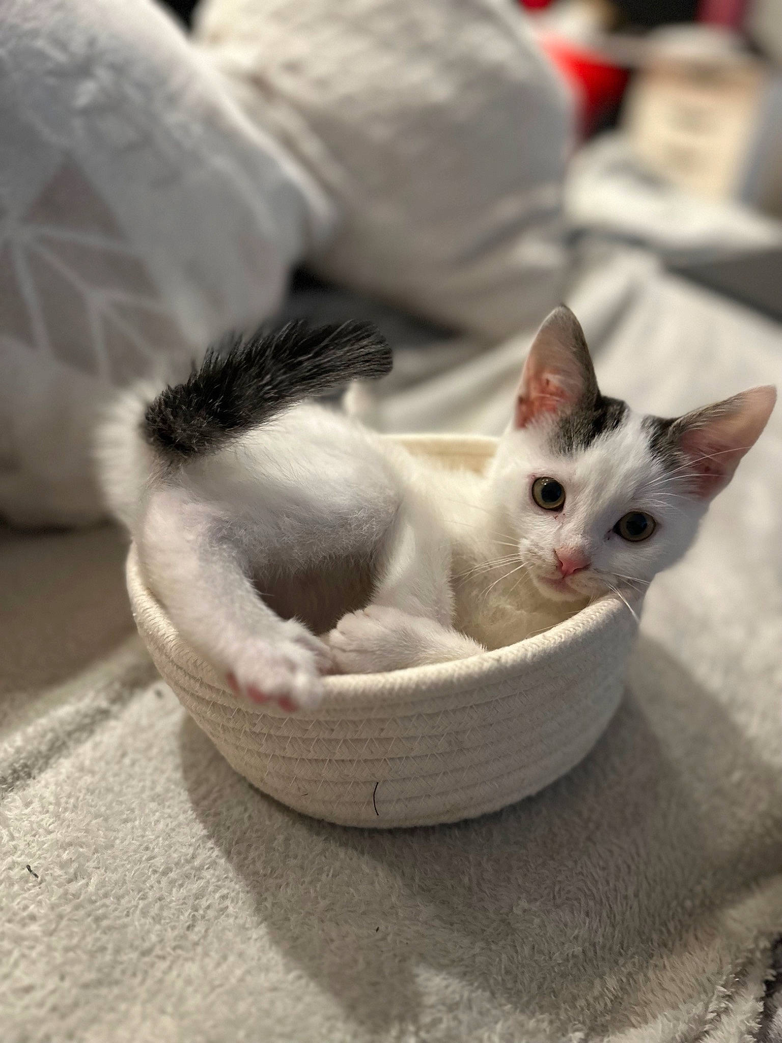 Seb joined the competition — help win amazing prizes! basket, box, carnivore, cat, cat_furniture, cat_supply, claw, comfort, domestic_short_haired_cat, fawn, felidae, fur, paw, pet_supply, photo_caption, small_to_medium_sized_cats, snout, tail, whiskers, wood