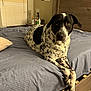 Chaos is registered to the contest to win money with this photo: dog, bed, black_and_white, spots, bedroom, furniture, pillow, lamp, window, curtains, wood, pet, animal, resting, crossed_paws, indoor, cozy, home, calm, looking