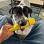 Chaos is registered to the contest to win money with this photo: dog, toy, hand, jeans, person, living_room, furniture, coffee_table, couch, carpet, floor, foot, playful, pet, indoor, black_and_white, canine, interaction, home, casual