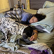 Chaos is registered to the contest to win money with this photo: bed, blanket, dog, human, sleeping, pillow, indoor, resting, spotted_dog, woman, casual_clothing, lamp, bottle, bedroom, window_blinds, tattoo, bracelet, quilting, comfort, relaxation