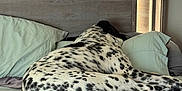 Chaos is registered to the contest to win money with this photo: dog, bed, pillow, blanket, spotted, sleeping, resting, indoor, cozy, furniture, headboard, white, black, fur, animal, domestic_animal, relaxation, quiet, peaceful, laying_down