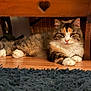 cat, calico, fluffy, indoor, wooden_floor, furniture, heart_cutout, relaxed, pet, animal, whiskers, paws, closeup, domestic_cat, mammal, home, carpet, resting, cute, cozy