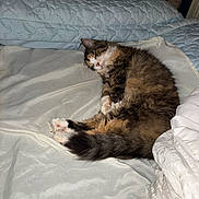 Paris is registered to the contest to win money with this photo: cat, sleeping, bed, blanket, pillow, fur, tabby, cozy, indoor, pet, animal, resting, white, soft, cute, domestic, feline, relaxed, fur_pattern, home