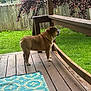 Tank joined the competition — help win amazing prizes! bulldog, dog, porch, wooden_deck, rug, outdoor, grass, tree, fence, pet, canine, leafy_tree, backyard, daylight, side_view, standing, nature, domestic_animal, animal, quiet