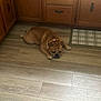 Tank is registered to the contest to win money with this photo: bulldog, dog, sleeping, floor, wooden_floor, kitchen, cabinet, brown_dog, pet, domestic_animal, indoor, relaxed, plaid_mat, wooden_cabinet, fur, animal, canine, laying_down, resting, quiet