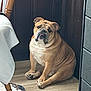 bulldog, dog, pet, indoor, wooden_floor, furniture, chair, table, corner, tongue_out, cute, animal, domestic, brown, white, flooring, relaxed, companion, living_space, portrait