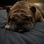 Tank is registered to the contest to win money with this photo: bulldog, dog, sleeping, tongue_out, bed, quilted_bedspread, wrinkles, pet, animal, indoor, cozy, wood_paneling, resting, cute, close_up, mammal, domestic_animal, companion, relaxed, face