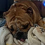 dog, bulldog, pet, sleepy, blanket, cozy, fur, tongue, indoor, resting, wrinkles, cute, animal, mammal, face, closeup, comfort, relaxation, soft, laying