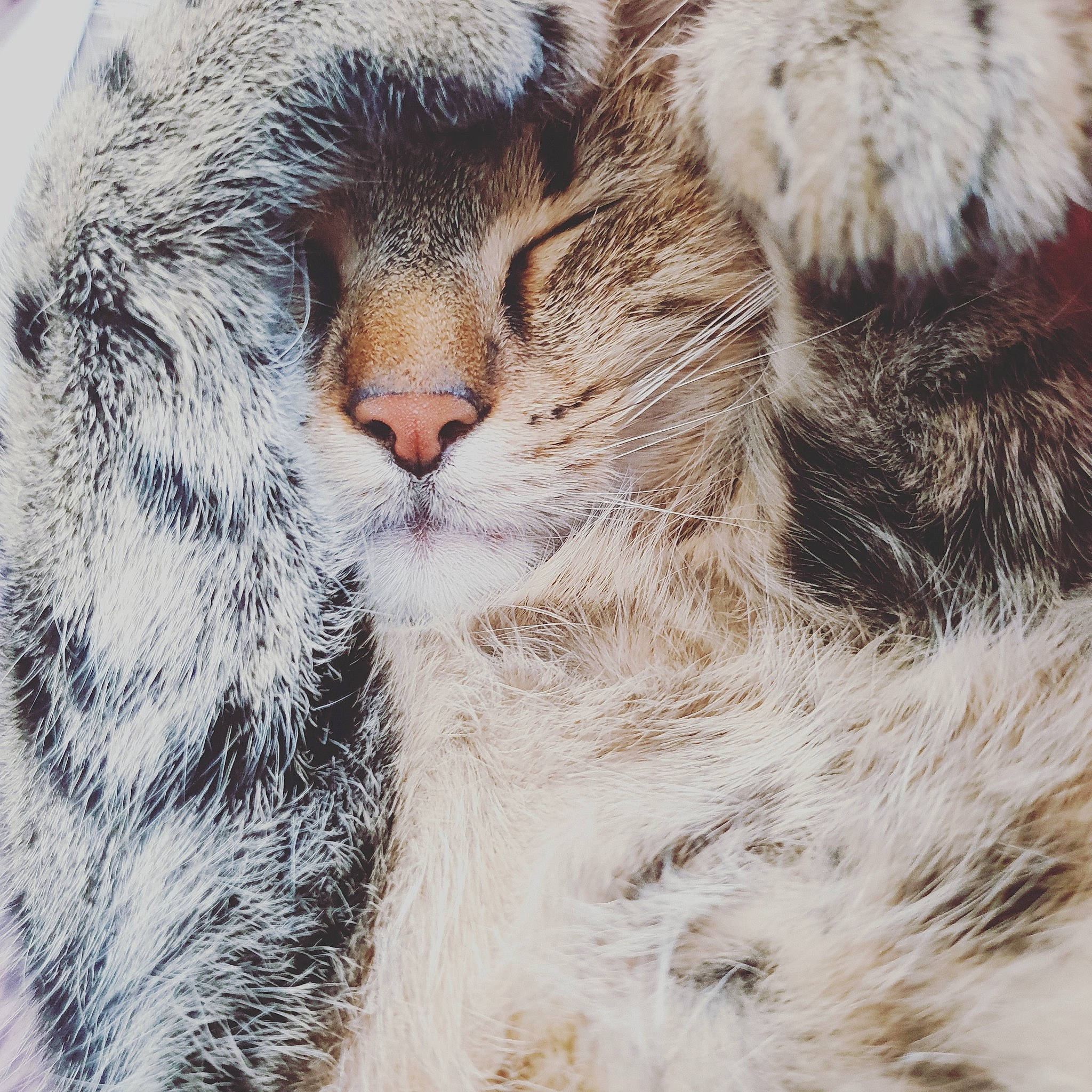 Sanka a rejoint le concours — aidez-le/la à gagner de superbes lots ! carnivore, cat, claw, close_up, domestic_short_haired_cat, felidae, fur, head, nap, natural_material, paw, plant, sleep, small_to_medium_sized_cats, snout, tail, terrestrial_animal, tree, whiskers, wildlife