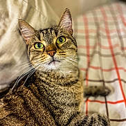 Sanka a rejoint le concours — aidez-le/la à gagner de superbes lots ! cat, tabby, green_eyes, pet, feline, close_up, indoor, bed, blanket, pillow, striped_fur, whiskers, relaxed, cute, animal, mammal, cozy, domestic_cat, fur, portrait