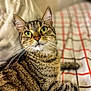 cat, tabby, green_eyes, pet, feline, close_up, indoor, bed, blanket, pillow, striped_fur, whiskers, relaxed, cute, animal, mammal, cozy, domestic_cat, fur, portrait