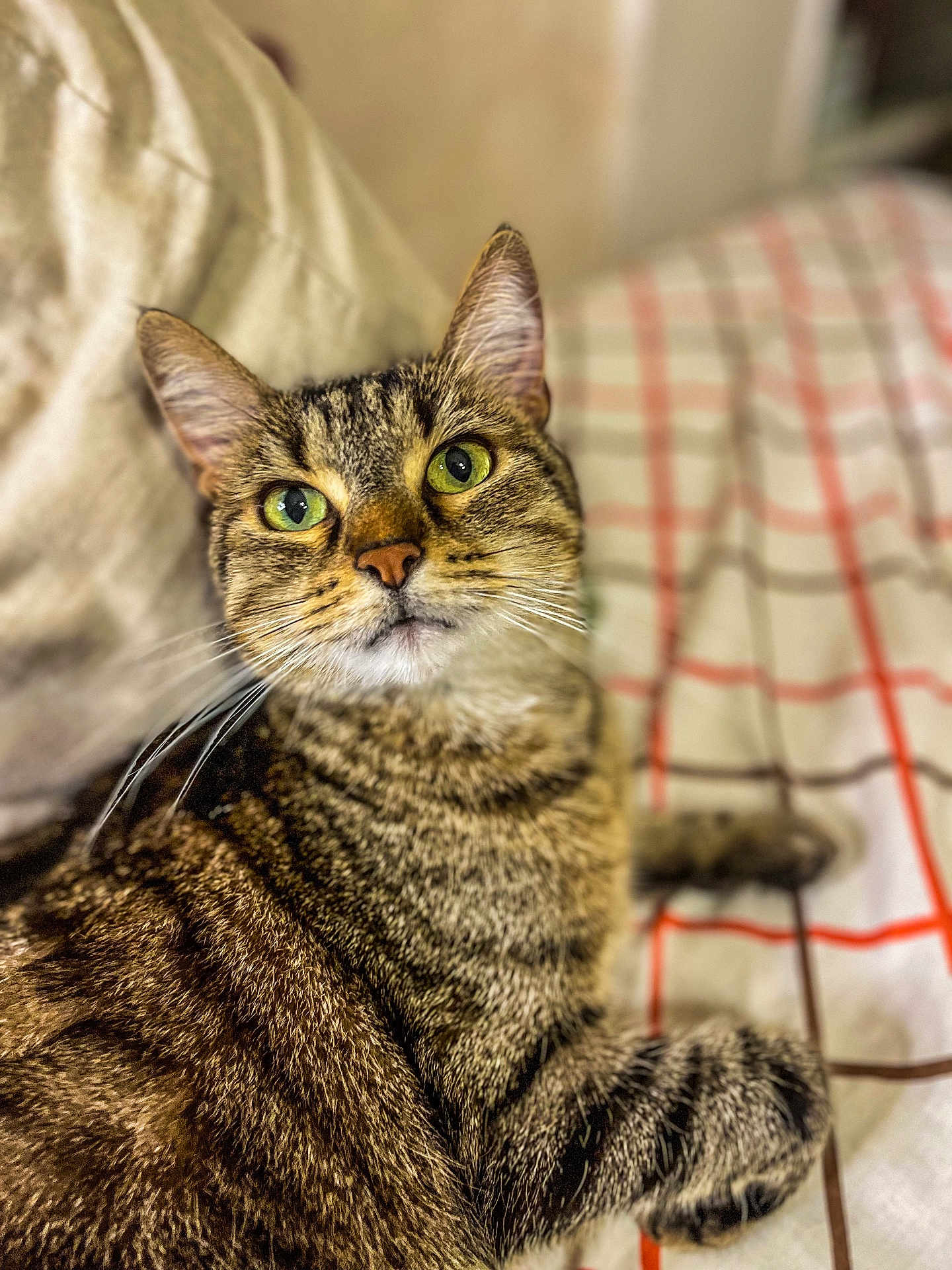 Sanka