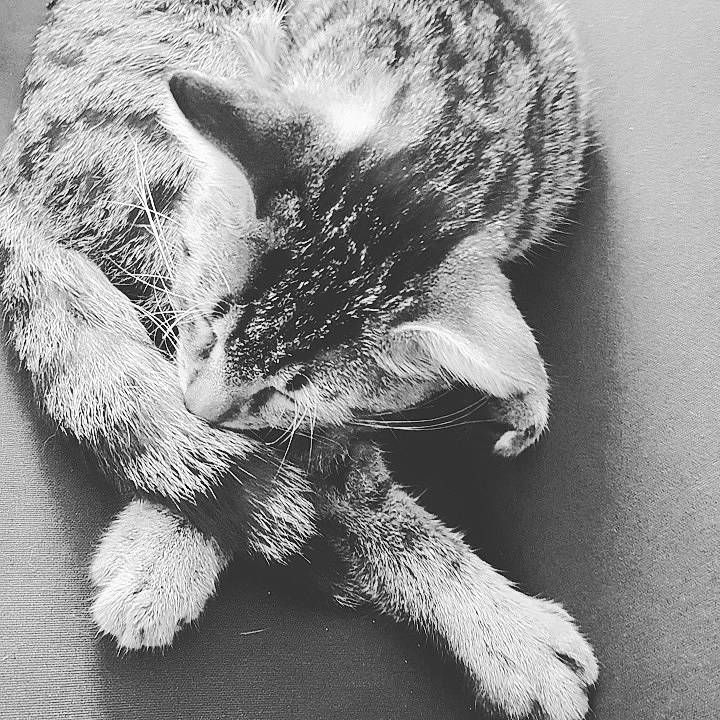 Sanka a rejoint le concours — aidez-le/la à gagner de superbes lots ! black_and_white, carnivore, cat, domestic_short_haired_cat, ear, eye, felidae, fur, gesture, grey, human_body, monochrome, monochrome_photography, paw, plant, small_to_medium_sized_cats, snout, style, tail, whiskers