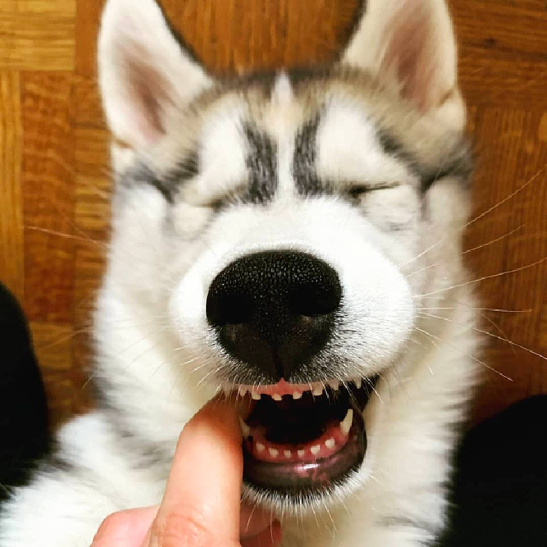 Shivah participe au concours pour gagner de l'argent avec cette photo : canidae, carnivore, companion_dog, dog, dog_breed, fang, foot, fur, jaw, paw, siberian_husky, sled_dog, snout, sporting_group, terrestrial_animal, whiskers, white, wildlife, wolf, working_animal