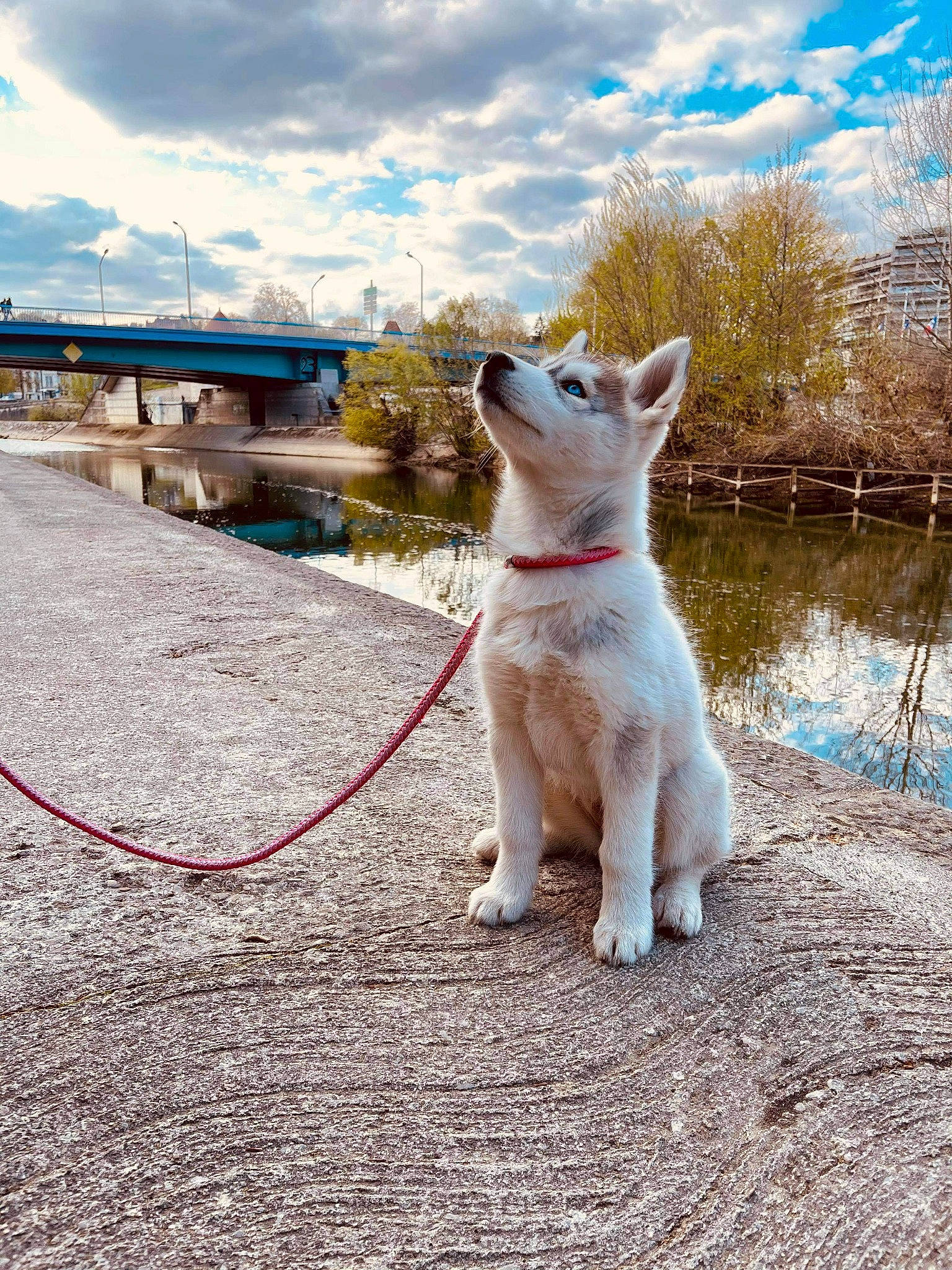 Shivah participe au concours pour gagner de l'argent avec cette photo : canidae, carnivore, cloud, collar, companion_dog, dog, dog_breed, dog_collar, fawn, felidae, grass, leash, sky, small_to_medium_sized_cats, snout, sporting_group, tail, water, whiskers, working_animal