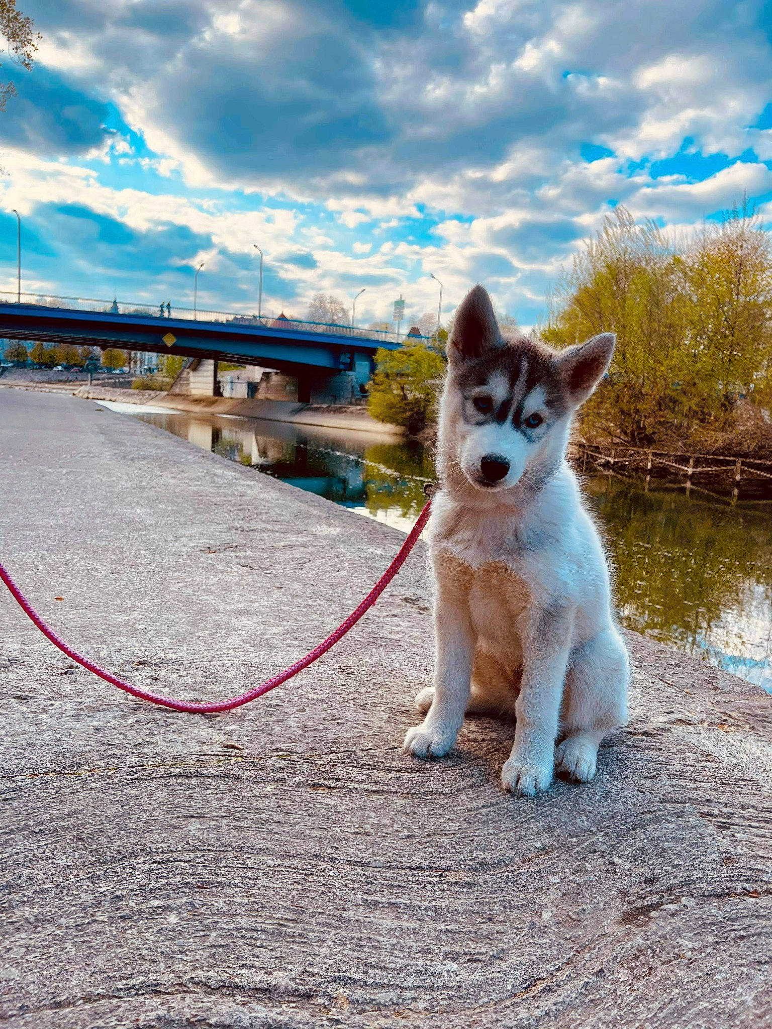 Shivah participe au concours pour gagner de l'argent avec cette photo : blue, carnivore, cloud, collar, companion_dog, cumulus, dog, dog_breed, electric_blue, fawn, horizon, landscape, leisure, meteorological_phenomenon, sky, sporting_group, tail, tree, water, working_animal