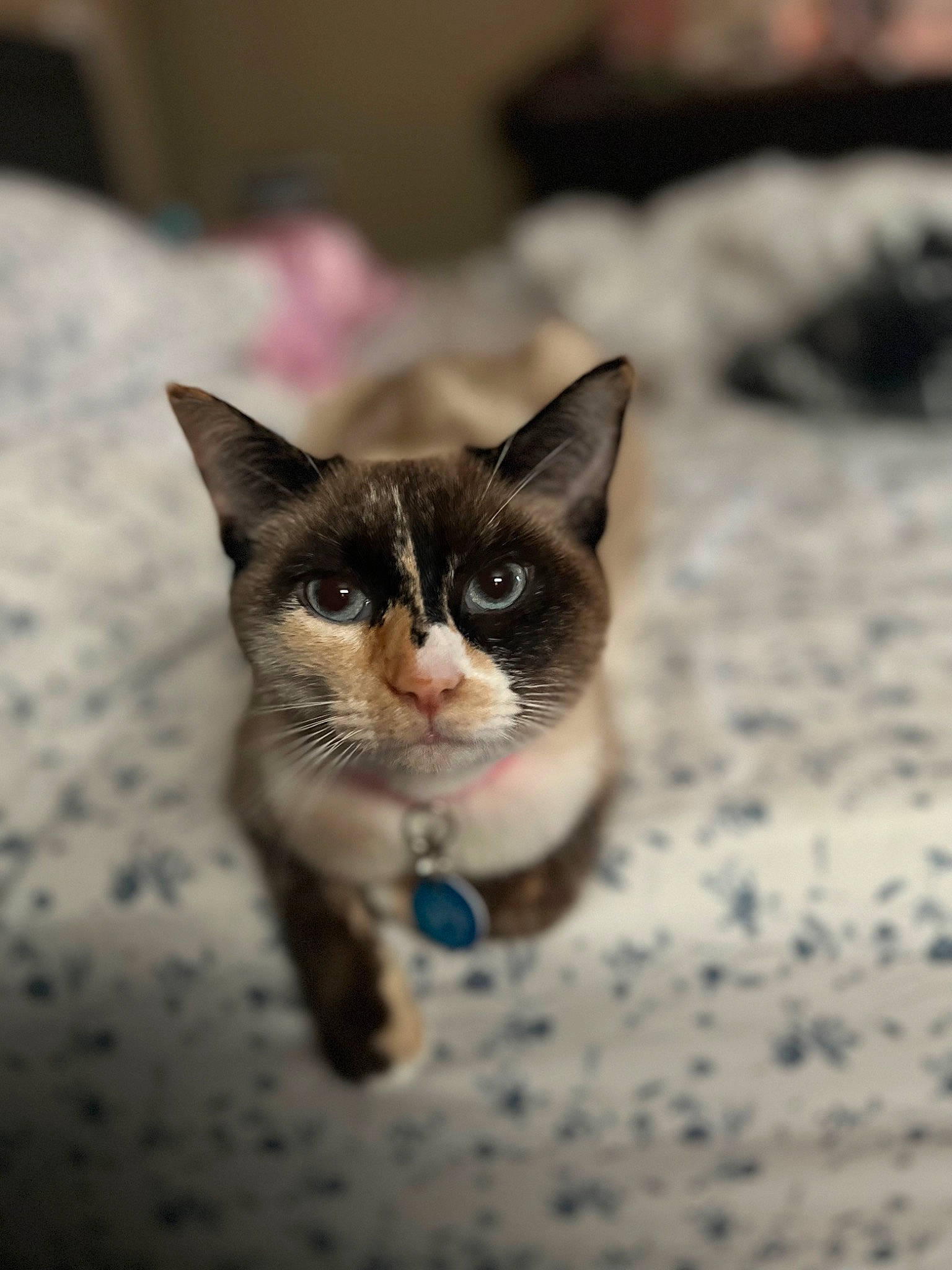 Cleo joined the competition — help win amazing prizes! carnivore, cat, domestic_short_haired_cat, fawn, felidae, fur, paw, small_to_medium_sized_cats, whiskers, wildlife