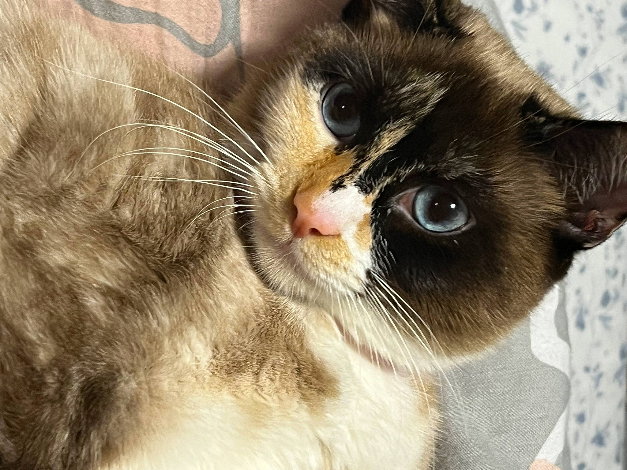 Cleo joined the competition — help win amazing prizes! balinese, carnivore, cat, domestic_short_haired_cat, ear, eye, eyelash, felidae, fur, paw, small_to_medium_sized_cats, thai, whiskers, window