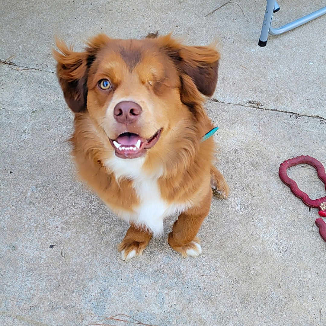 Buster joined the competition — help win amazing prizes! brown_fur, canine, chair_legs, collar, concrete_floor, daylight, dog, ears_up, happy, looking_up, one-eyed, outdoor, pet, playful, rope_toy, rubber_toy, sitting, smiling, toy, white_chest