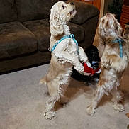 Buddy And Bella is registered to the contest to win money with this photo: dog, dogs, pet, indoor, carpet, sofa, furniture, person, arm, tattoo, clothing, small_dog, playing, animal, canine, attention, waiting, cute, home, companions