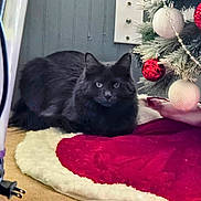 Gracie Marie is registered to the contest to win money with this photo: cat, black_cat, christmas_tree, christmas_ornaments, holiday_decor, tree_skirt, red, white, carpet, vacuum_cleaner, power_outlet, indoor, pet, feline, decorations, festive, relaxing, cozy, animal, holiday