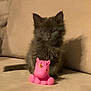 Gracie Marie is registered to the contest to win money with this photo: kitten, cat, gray_cat, toy, pink_unicorn, couch, indoor, pet, fluffy, small, animal, cute, sitting, feline, cozy, domestic, soft, young, playful, adorable
