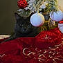 Gracie Marie is registered to the contest to win money with this photo: cat, christmas_tree, ornament, red_bauble, white_bauble, tree_skirt, holiday, festive, decorations, feline, pet, animal, dark_fur, indoor, cozy, closeup, green_eyes, pine_branches, winter, celebration