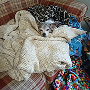 Nevaeha is registered to the contest to win money with this photo: blanket, colorful, couch, cozy, crochet, dog, ears, face, furniture, indoor, knit, pattern, pet, plaid, resting, sleep, sleepy, small_dog, snug, textile