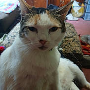 Wendy joined the competition — help win amazing prizes! cat, close_up, pet, feline, whiskers, ears, indoor, living_room, furniture, couch, blanket, wooden_cabinet, portrait, white_fur, tabby, sleepy, collar, paw, upholstery, carpet