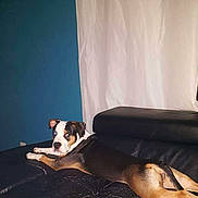 Némésia participe au concours pour gagner de l'argent avec cette photo : animal, black_and_tan, black_couch, blue_wall, brown_and_white, canine, couch, curtain, dog, floppy_ears, front_view, indoors, living_room, long_body, lying_down, pet, portrait, relaxed, resting, sofa