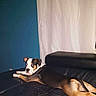 animal, black_and_tan, black_couch, blue_wall, brown_and_white, canine, couch, curtain, dog, floppy_ears, front_view, indoors, living_room, long_body, lying_down, pet, portrait, relaxed, resting, sofa