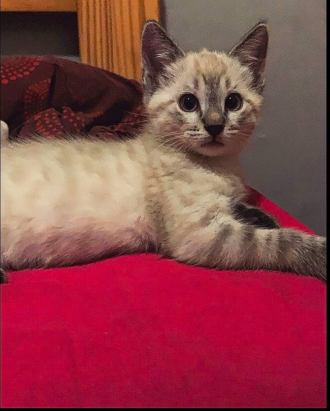 Saleme participe au concours pour gagner de l'argent avec cette photo : arabian_mau, asian, australian_mist, balinese, carnivore, cat, colorpoint_shorthair, domestic_short_haired_cat, european_shorthair, felidae, german_rex, kitten, mammal, ojos_azules, oriental_longhair, ragdoll, small_to_medium_sized_cats, thai, vertebrate, whiskers