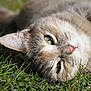 Nala participe au concours pour gagner de l'argent avec cette photo : cat, green_eyes, grass, close_up, outdoor, animal, pet, feline, fur, nature, relaxed, sunlight, whiskers, nose, ear, muzzle, laying_down, daylight, portrait, cute