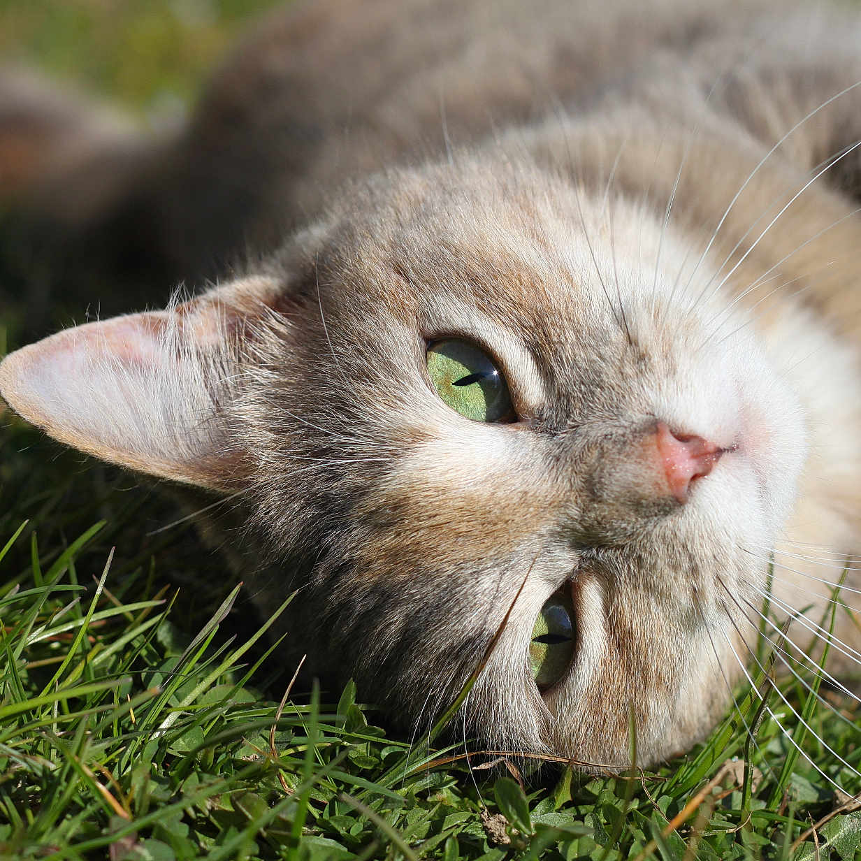 Nala participe au concours pour gagner de l'argent avec cette photo : animal, cat, close_up, cute, daylight, ear, feline, fur, grass, green_eyes, laying_down, muzzle, nature, nose, outdoor, pet, portrait, relaxed, sunlight, whiskers