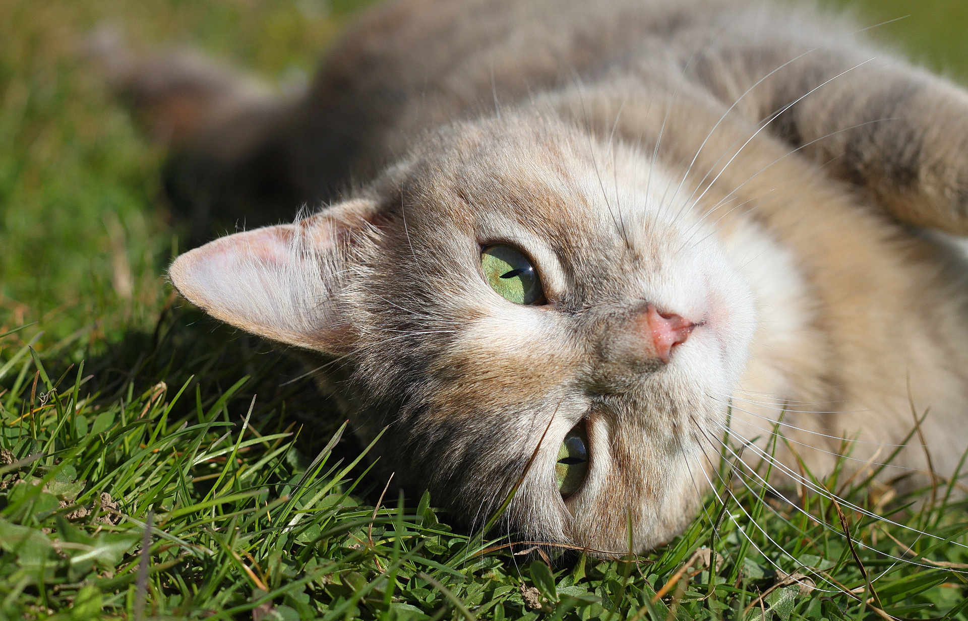 Nala participe au concours pour gagner de l'argent avec cette photo : cat, green_eyes, grass, close_up, outdoor, animal, pet, feline, fur, nature, relaxed, sunlight, whiskers, nose, ear, muzzle, laying_down, daylight, portrait, cute