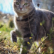Nala participe au concours pour gagner de l'argent avec cette photo : cat, tabby_cat, green_eyes, outdoor, nature, plants, sunlight, whiskers, fur, wildlife, animal, curious, walking, close_up, daylight, shallow_depth_of_field, garden, flora, mammal, pet