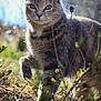 cat, tabby_cat, green_eyes, outdoor, nature, plants, sunlight, whiskers, fur, wildlife, animal, curious, walking, close_up, daylight, shallow_depth_of_field, garden, flora, mammal, pet