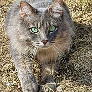 Gus Gus is registered to the contest to win money with this photo: alert, animal, cat, close_up, cute, daylight, feline, focused, fur, grass, gray_cat, green_eyes, mammal, nature, outdoor, paw, pet, walking, whiskers, wildlife